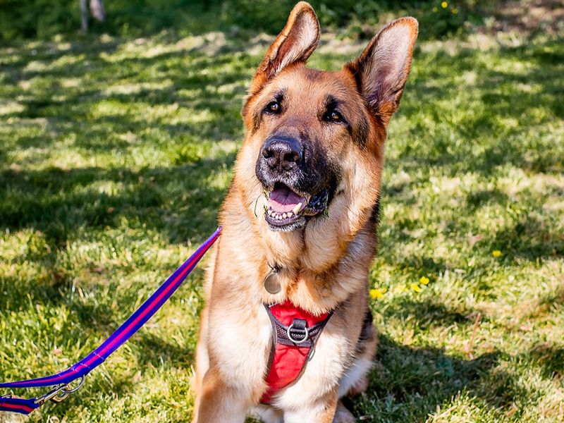 undefined | German Shepherd Dog | undefined - 5
