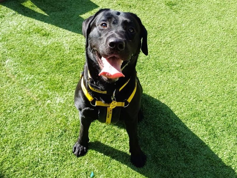 Zeus | Retriever (Labrador) | West Calder (Edinburgh) - 1
