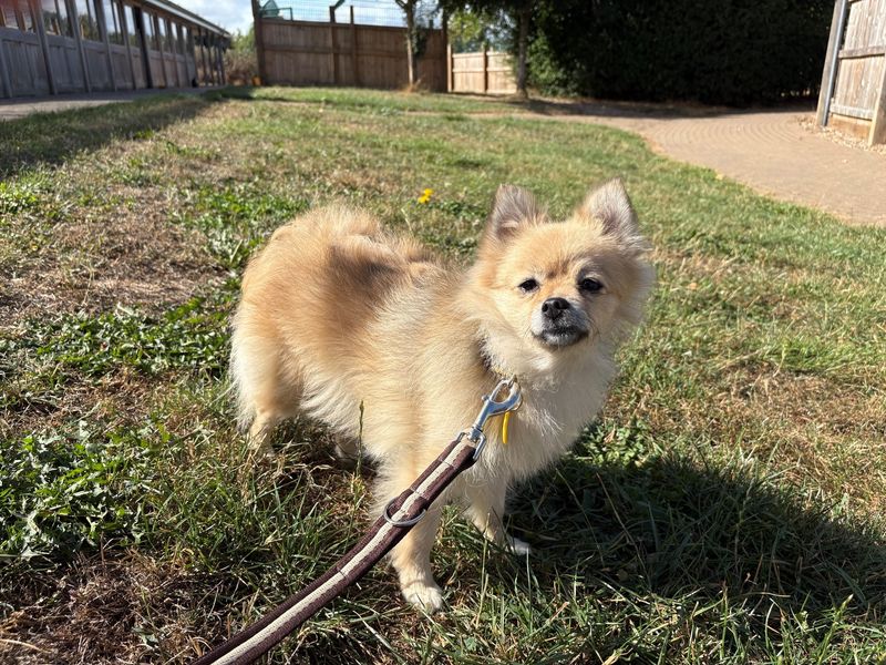 Pomeranian for adoption in Wymeswold, Leicestershire – 2 years old