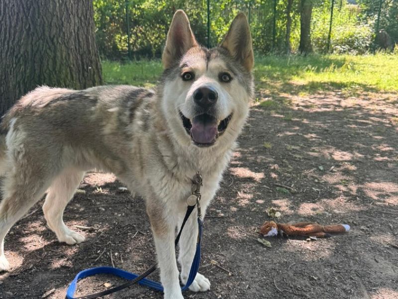 Siberian Husky for adoption in Chestfield, Kent – 1 year old