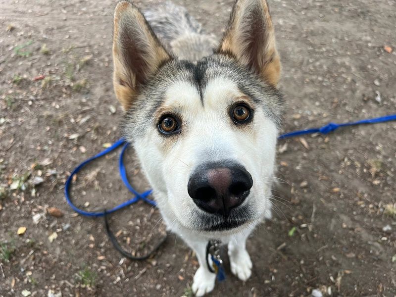 Siberian Husky for adoption in Chestfield, Kent – 1 year old - Image 2 of 2