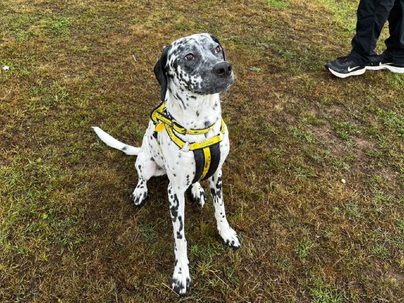 Poodle for adoption in Chestfield, Kent – 10 months old