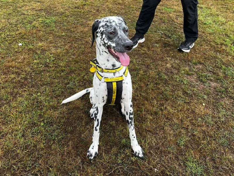Poodle for adoption in Chestfield, Kent – 10 months old - Image 3 of 3