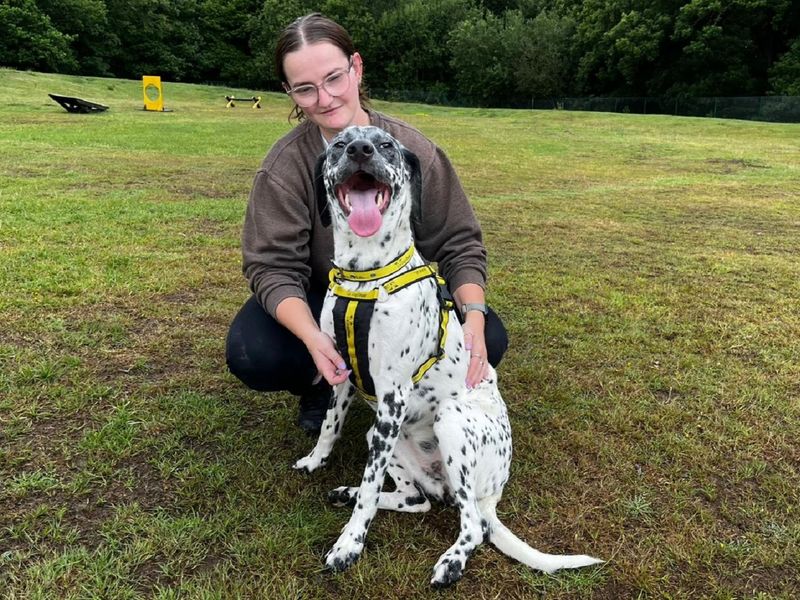 Poodle for adoption in Chestfield, Kent – 10 months old - Image 2 of 3