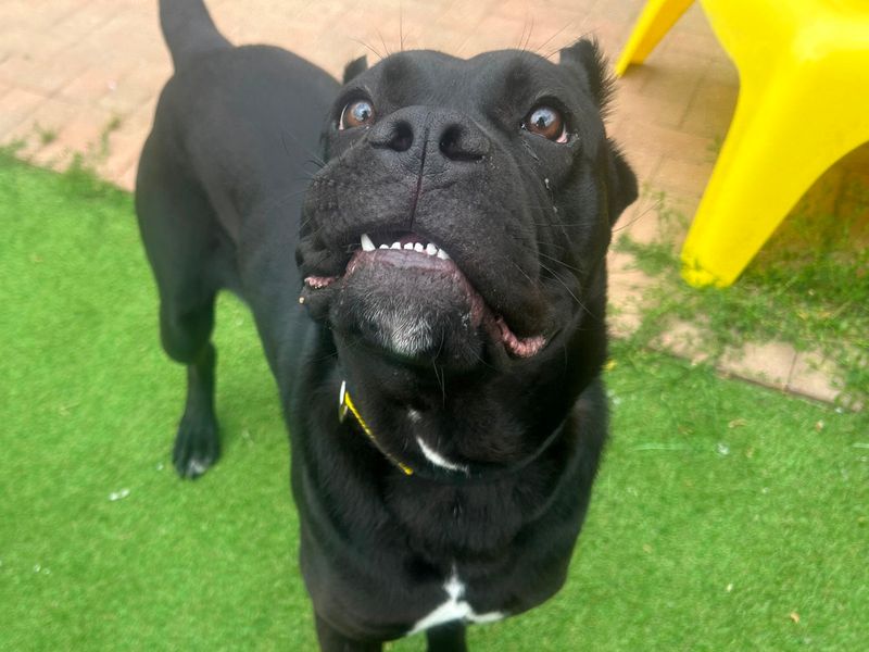 Cane Corso for adoption in Wymeswold, Leicestershire – 10 months old