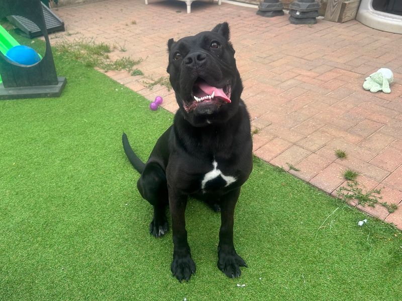 Cane Corso for adoption in Wymeswold, Leicestershire – 10 months old - Image 2 of 2