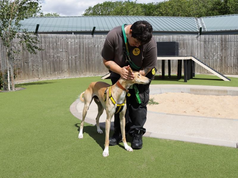 Codie | Saluki Cross | Evesham (Worcestershire) - 1