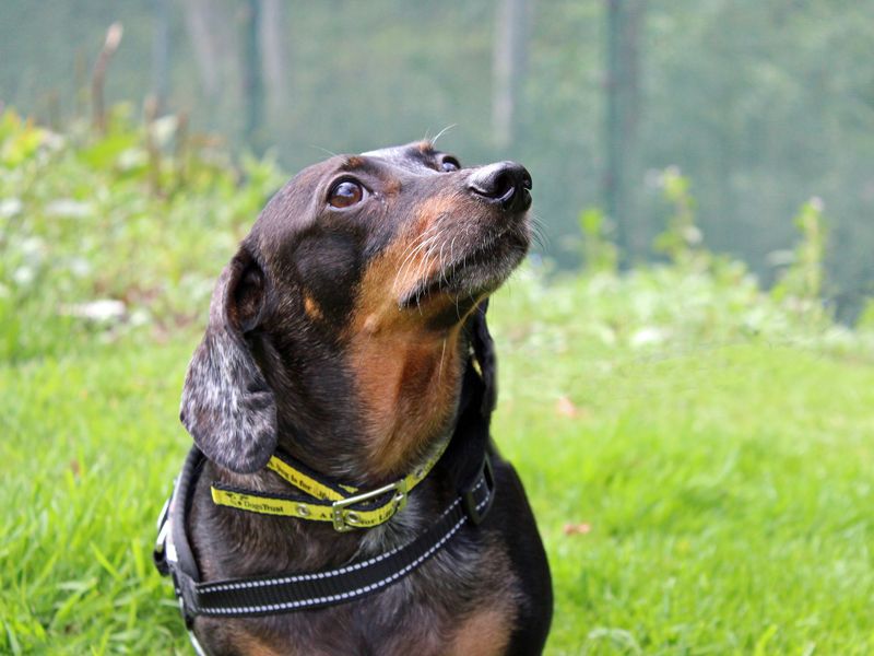 Harvey | Dachshund (Miniature Smooth Haired) | Merseyside (Liverpool) - 1