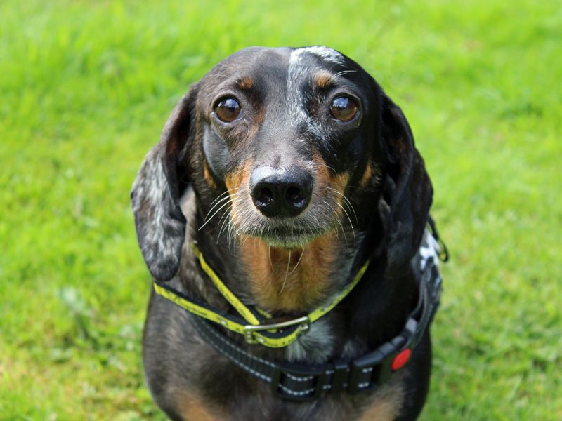 Dachshund for adoption in Liverpool, Merseyside – 7 years old - Image 4 of 5