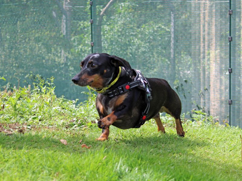 Dachshund for adoption in Liverpool, Merseyside – 7 years old