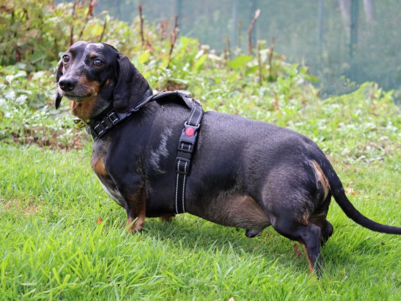 Dachshund for adoption in Liverpool, Merseyside – 7 years old - Image 3 of 5