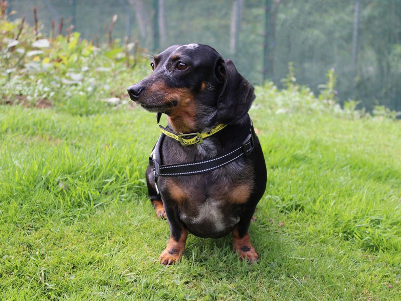 Dachshund for adoption in Liverpool, Merseyside – 7 years old - Image 5 of 5