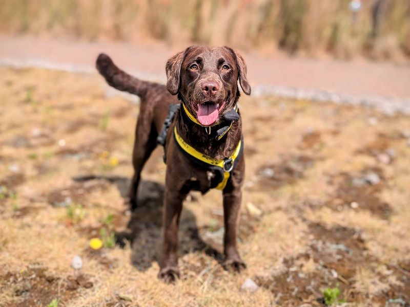 Poodle for adoption in Cardiff, Glamorgan – 10 months old - Image 2 of 6