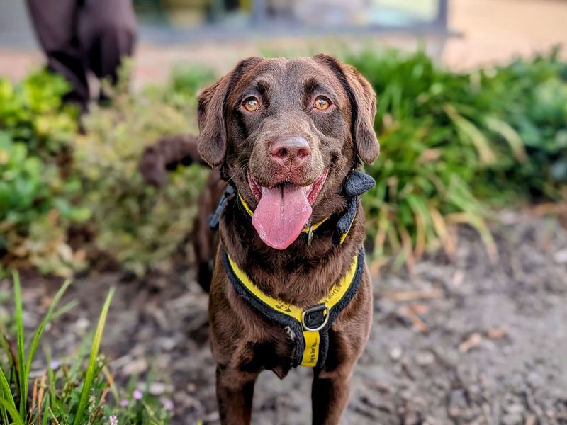 Tilda | Poodle (Miniature) Cross | Cardiff - 1
