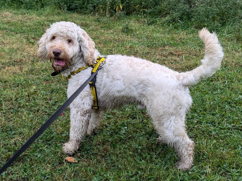 Poodle for adoption in Manchester, Greater Manchester – 1 year old