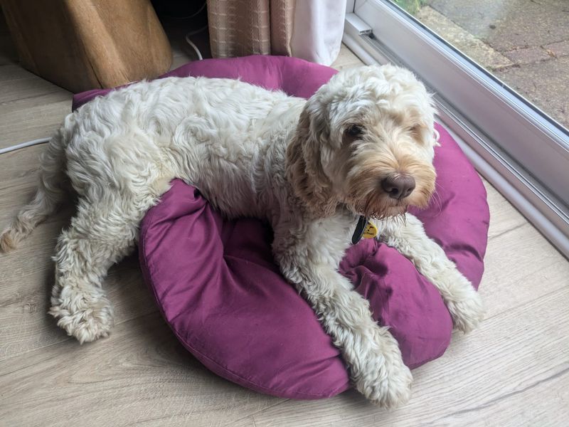 Poodle for adoption in Manchester, Greater Manchester – 1 year old - Image 3 of 3