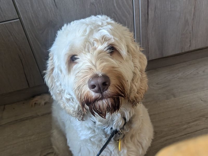Milo | Spaniel (Cocker) Cross | Manchester - 1