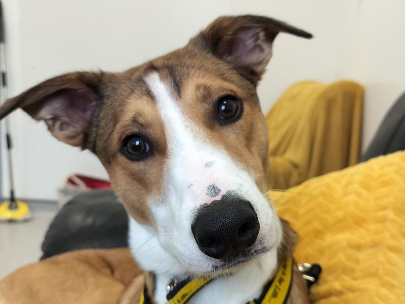 Border Collie Dogs And Puppies For Adoption