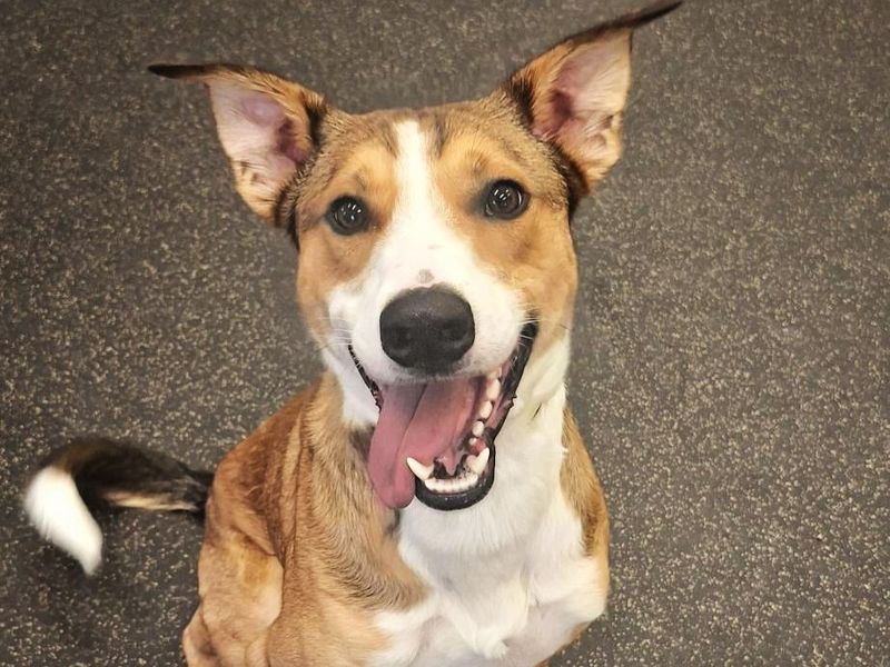 Marvin - Image 2 of 2