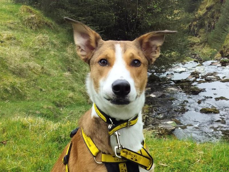 undefined | Collie (Border) Cross | undefined - 5