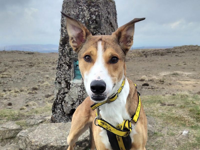 undefined | Collie (Border) Cross | undefined - 2