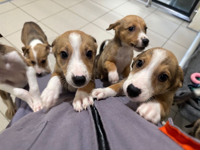 Border Collie for adoption in Ballymena, Co Antrim – 9 weeks old