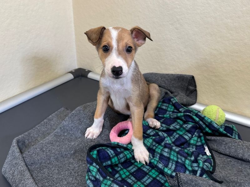 Border Collie for adoption in Ballymena, Co Antrim – 9 weeks old - Image 2 of 4
