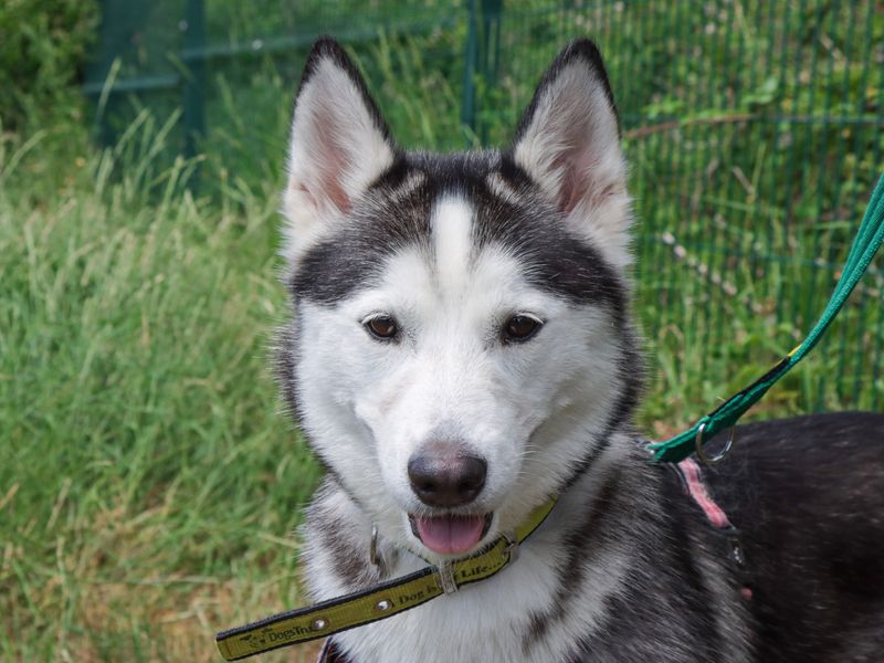 Siberian Husky for adoption in Evesham, Worcestershire – 1 year old
