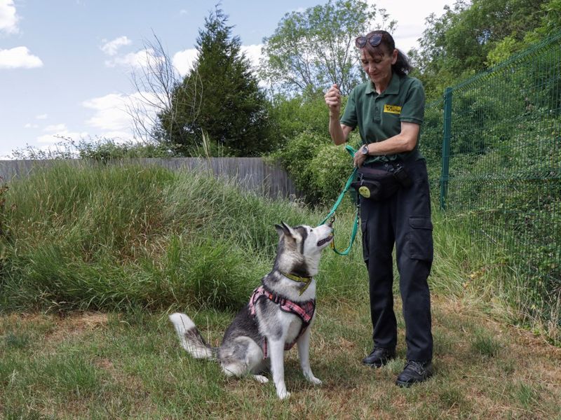 Siberian Husky for adoption in Evesham, Worcestershire – 1 year old - Image 2 of 2