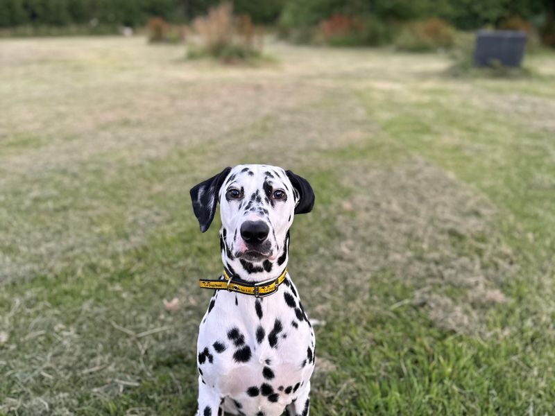 Domino | Dalmatian | Cardiff - 1