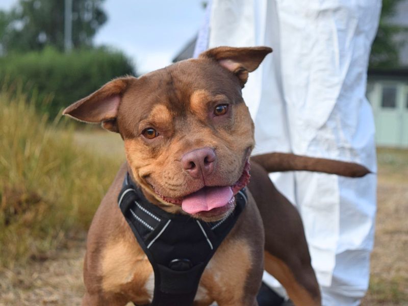French Bulldog for adoption in Uxbridge, London – 1 year old - Image 2 of 3
