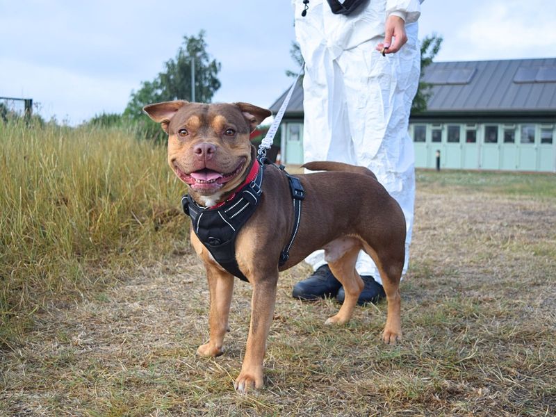 French Bulldog for adoption in Uxbridge, London – 1 year old - Image 3 of 3