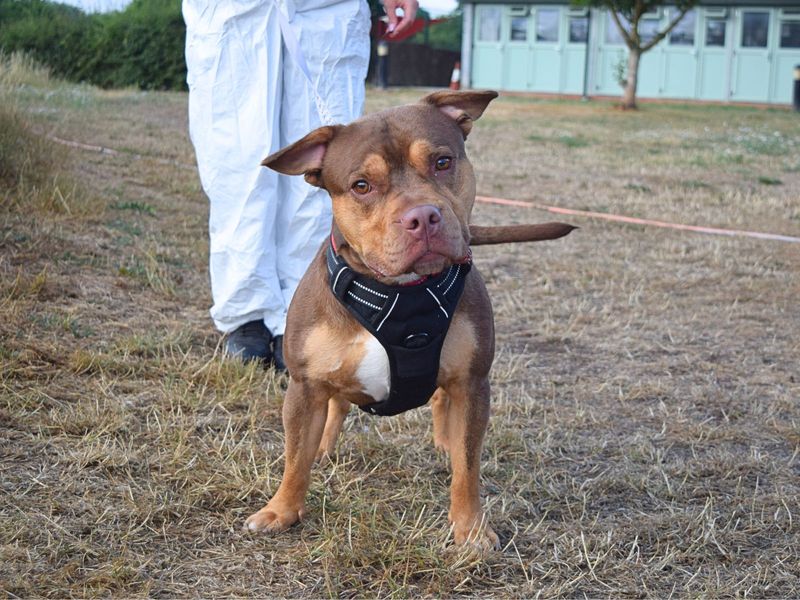 French Bulldog for adoption in Uxbridge, London – 1 year old