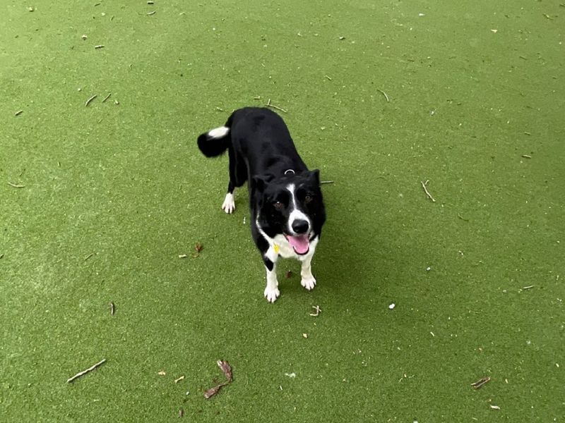 Border Collie for adoption in Chestfield, Kent – 3 years old - Image 2 of 6