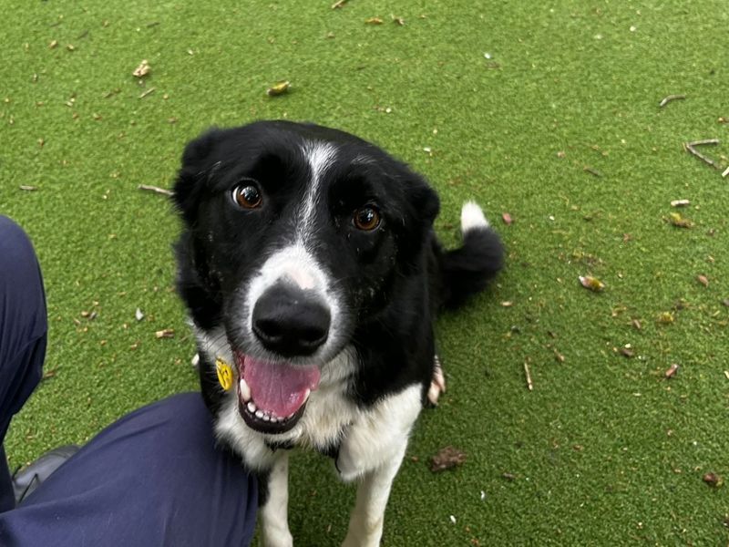 Border Collie for adoption in Chestfield, Kent – 3 years old - Image 4 of 6