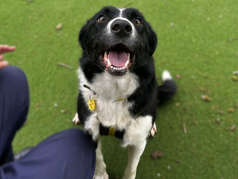 Border Collie for adoption in Chestfield, Kent – 3 years old - Image 5 of 6