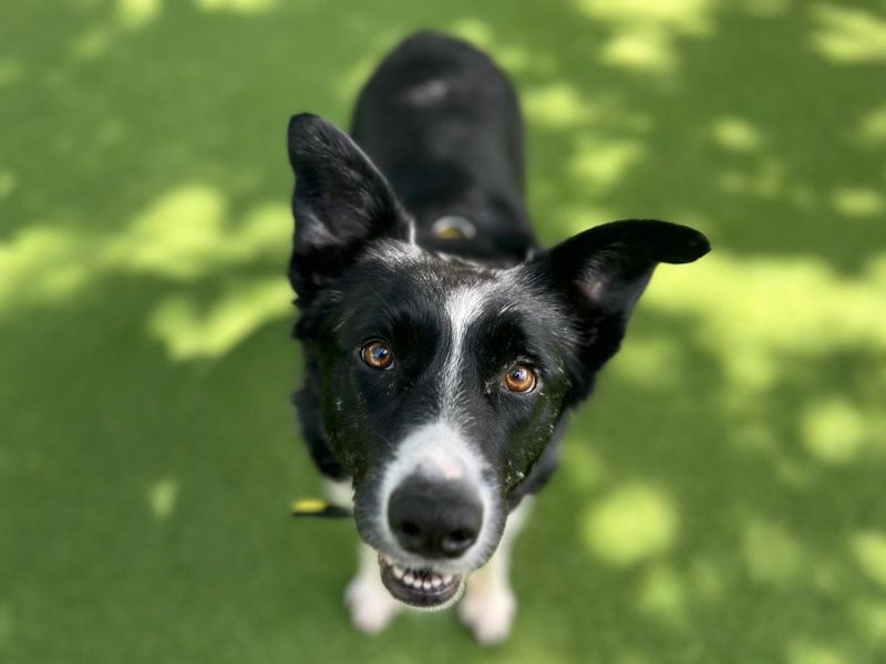 Border Collie for adoption in Chestfield, Kent – 3 years old