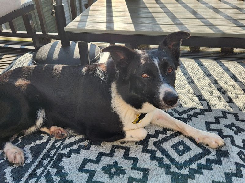 Border Collie for adoption in Chestfield, Kent – 3 years old - Image 3 of 6