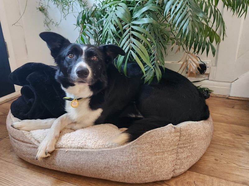 Border Collie for adoption in Chestfield, Kent – 3 years old - Image 6 of 6
