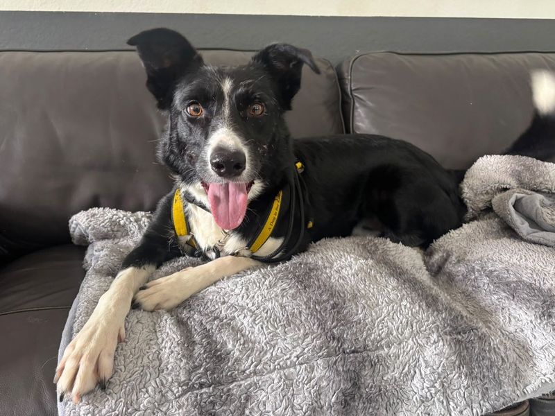 Bertha | Collie (Border) | Canterbury - 2