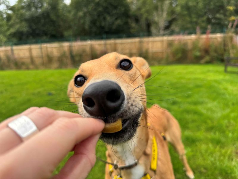 undefined | Lurcher | undefined - 1