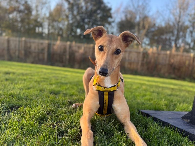undefined | Lurcher | undefined - 3
