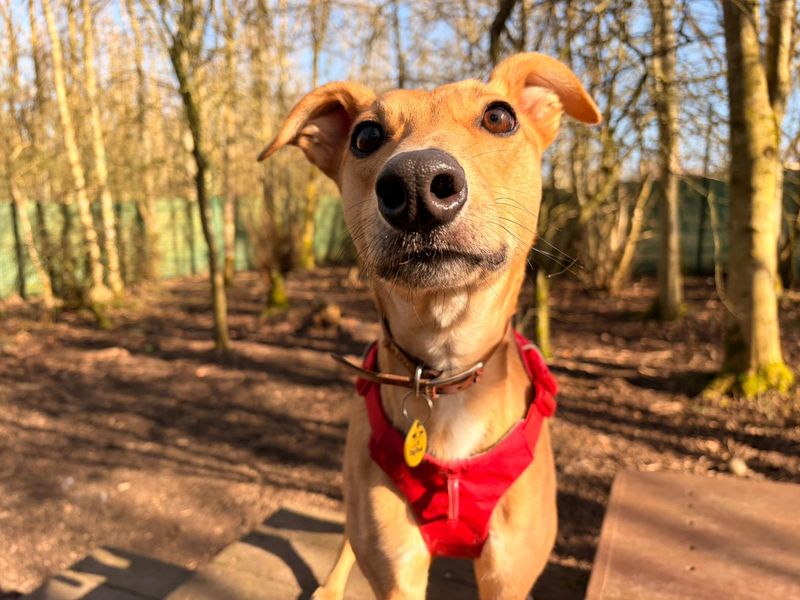 undefined | Lurcher | undefined - 7