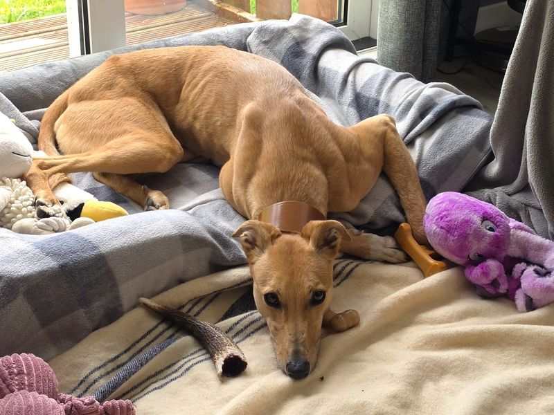 undefined | Lurcher | undefined - 9