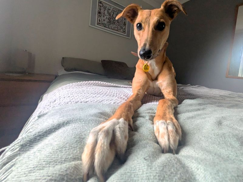 undefined | Lurcher | undefined - 5