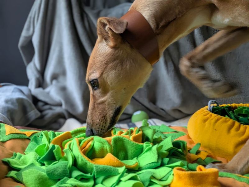 undefined | Lurcher | undefined - 10