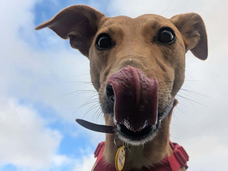 undefined | Lurcher | undefined - 8