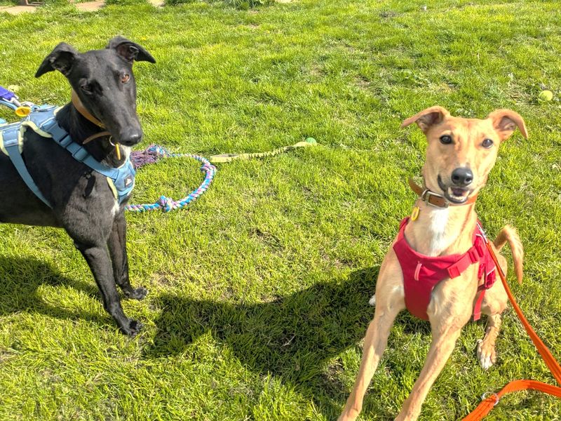 undefined | Lurcher | undefined - 6