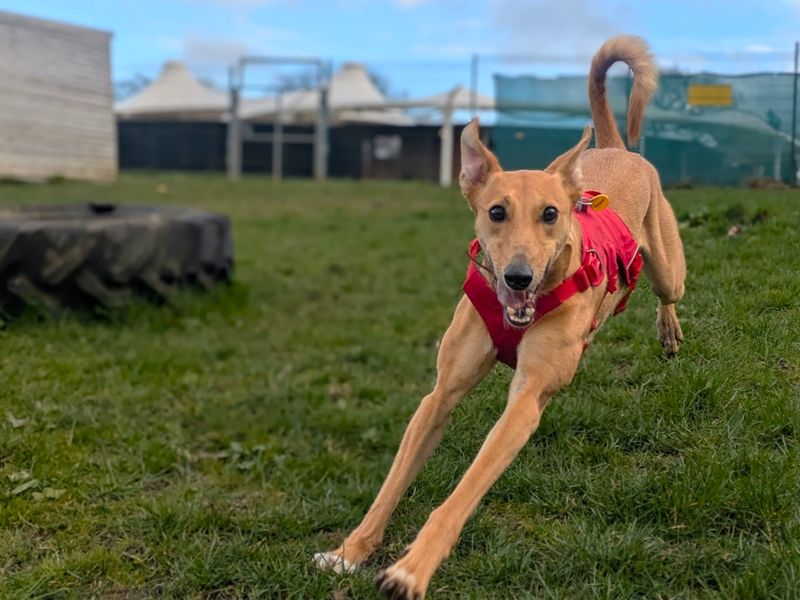 undefined | Lurcher | undefined - 2