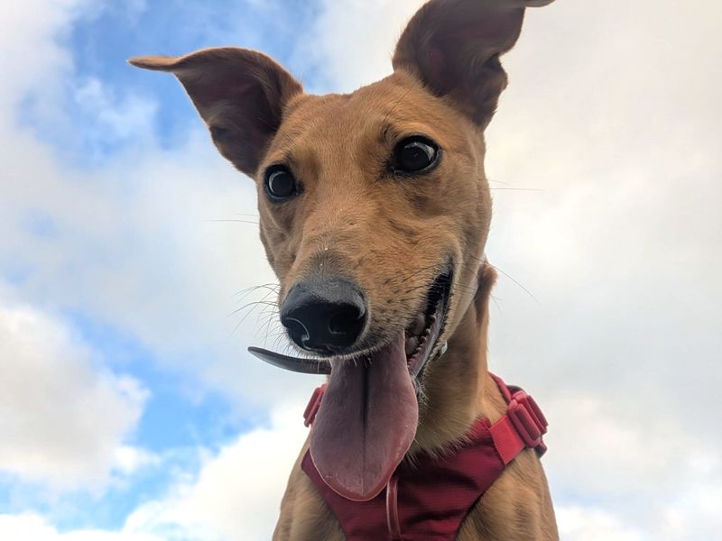 undefined | Lurcher | undefined - 11